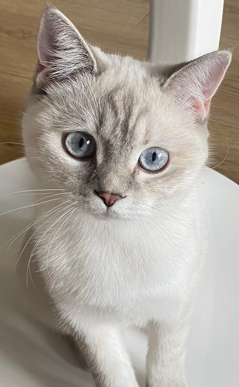 Kis Alerjilerinde Poliklinik Basvurulari Yukseliste